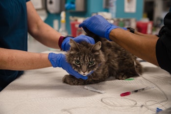 Vets treating cat at clinic
