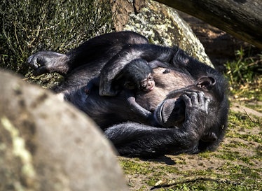 Mother chimpanzee with baby