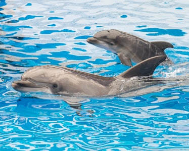 Bottlenose dolphin mother and newborn calf swimming together