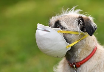 Dog wearing N95 face mask
