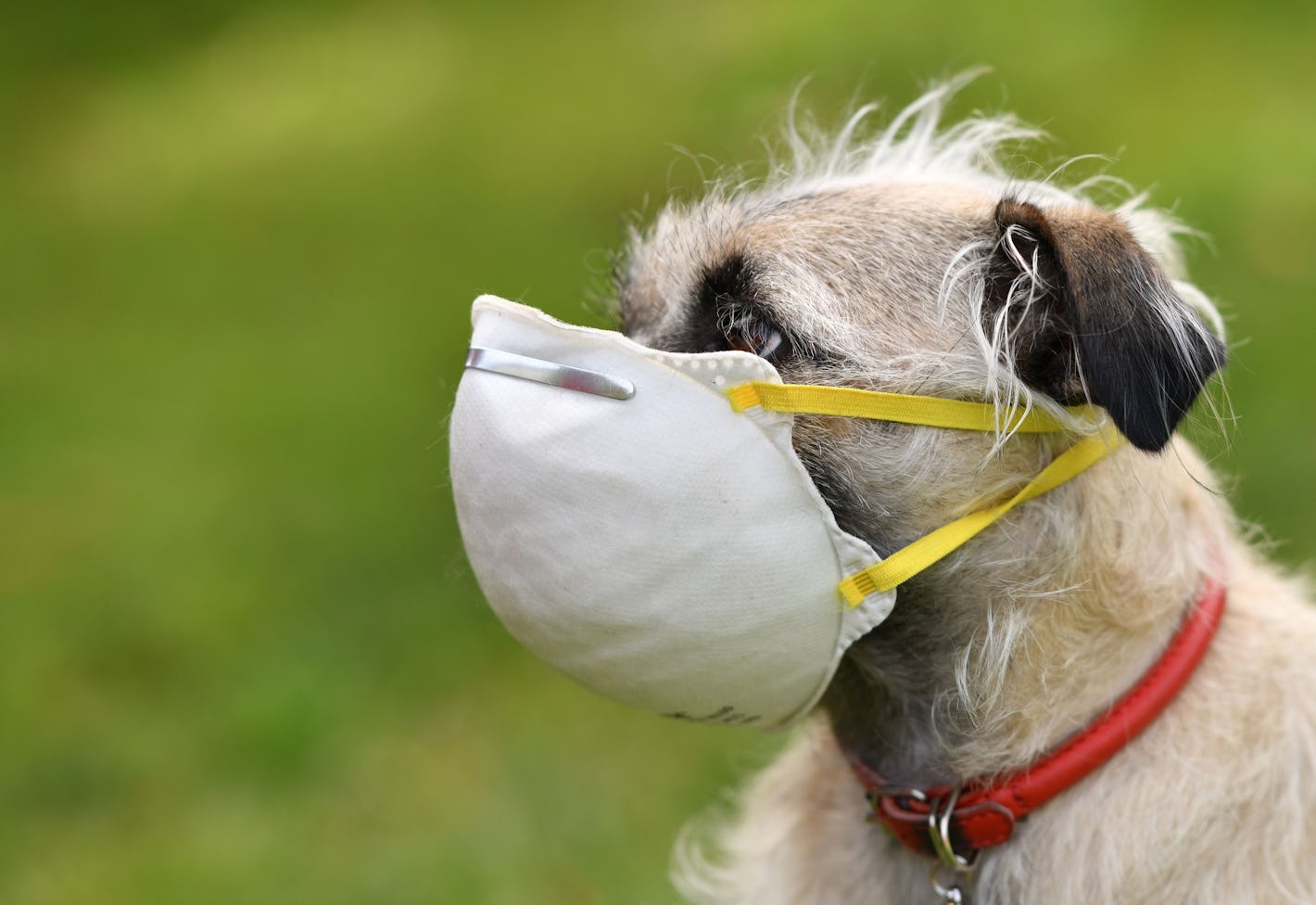 Can Pets Get Covid 2025