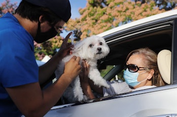 Dog receives vaccine at drive-through clinic during Covid-19