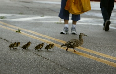 Mother duck guiding chicks on a busy street