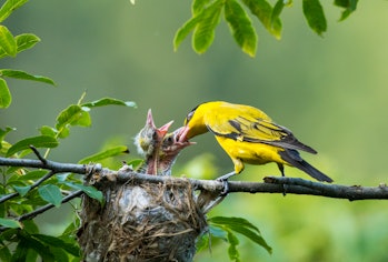 Yellow oriole feeding offspring in nest