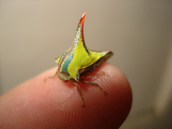 Treehopper positioned on human finger for scale