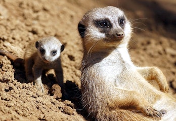 Meerkat mother and pup in dirt