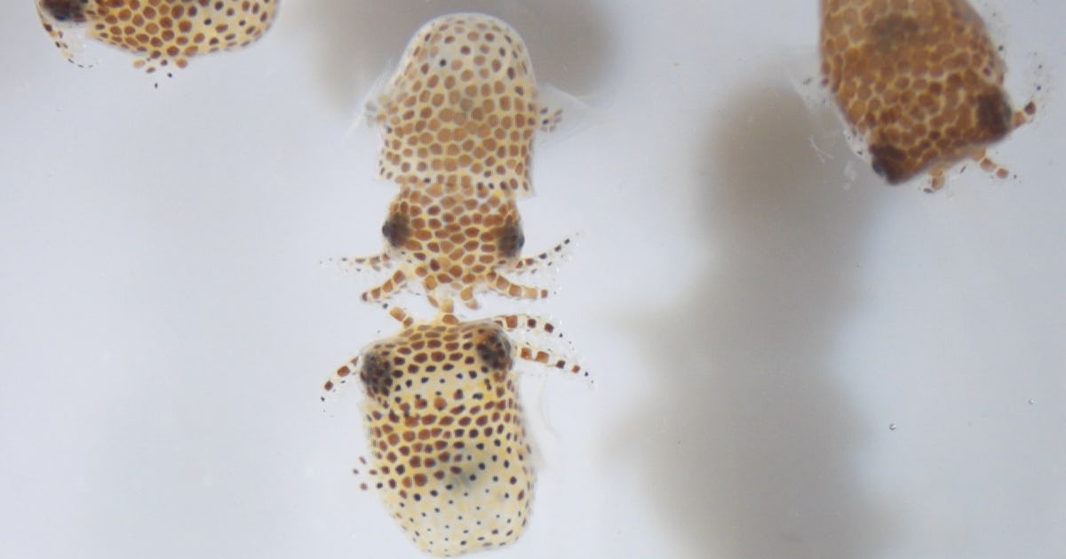 Why is NASA sending 2,000 water bears and 128 squid to space?