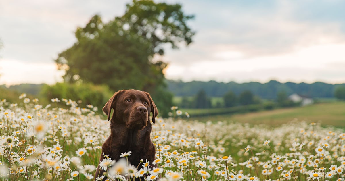 How to make your dog live longer: The science of canine longevity