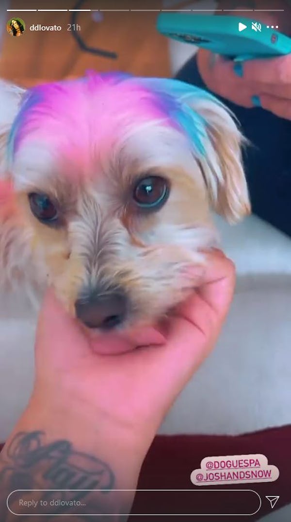 Demi Lovato's dog Ella with rainbow hair