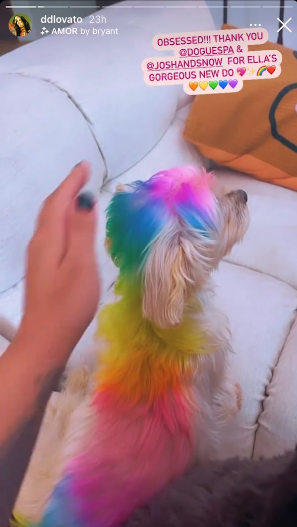 Demi Lovato's dog Ella with her fur dyed rainbow for Pride