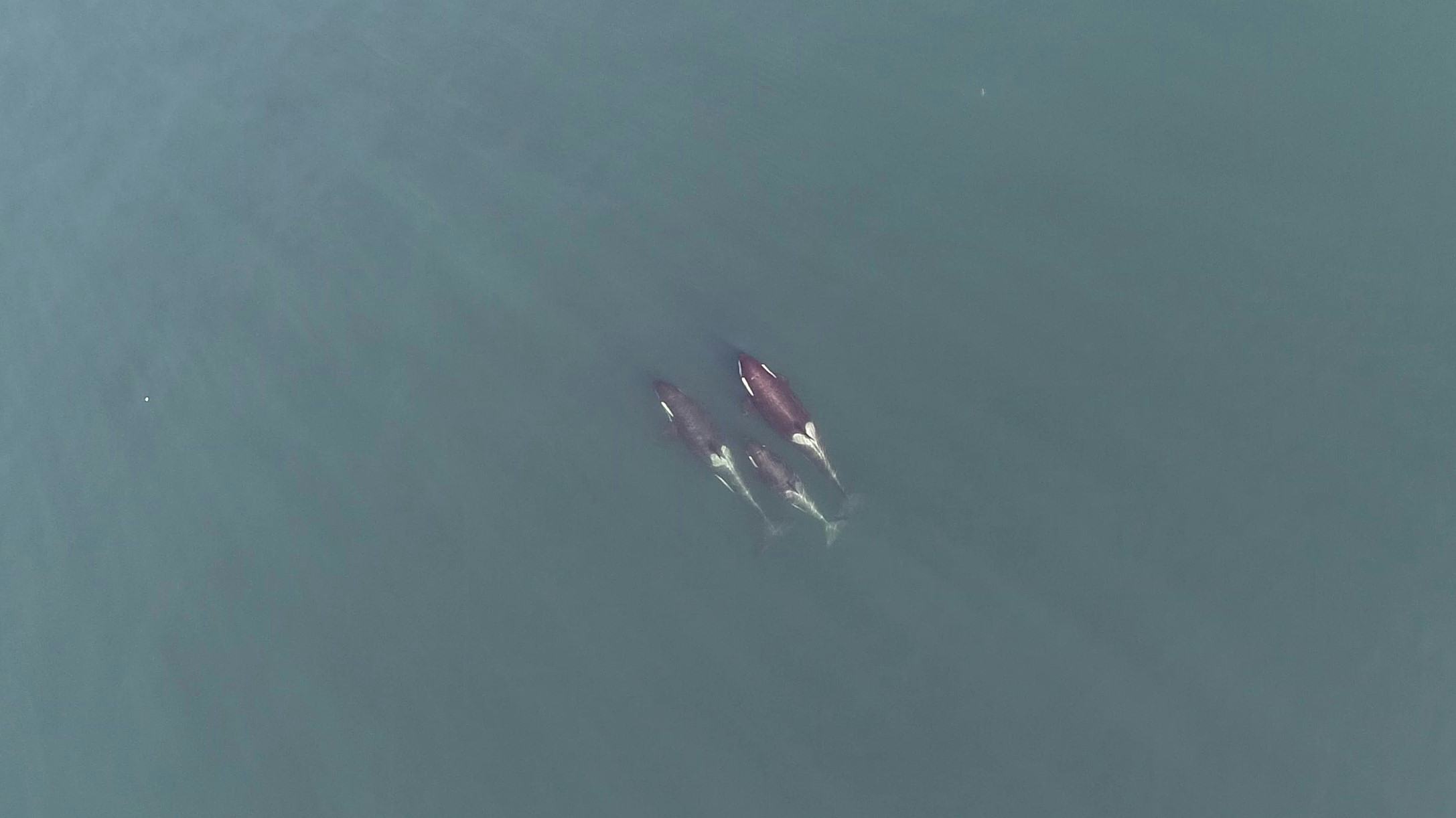 Look: Incredible Drone Footage Reveals Killer Whales’ Secret Social Lives