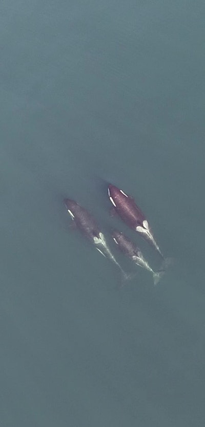 killer whale friends swimming together