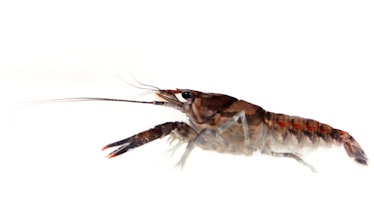 Crayfish close-up