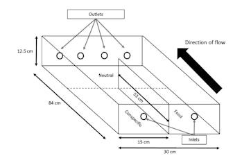 Figure from study showing where crayfish were housed