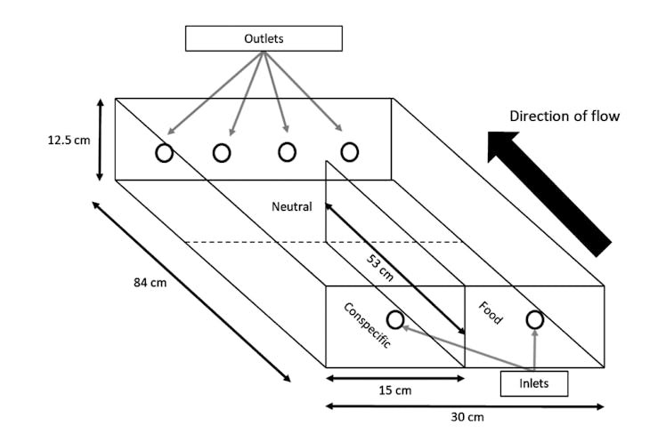 Figure from study showing where crayfish were housed