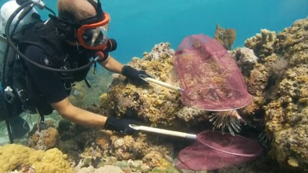 Saving the Ocean with Carl Safina is a documentary series that explores oceans around the world.
