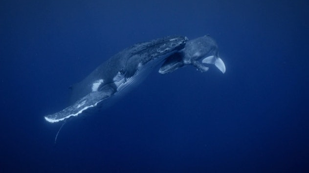 Secrets of the Whales was produced by director James Cameron.