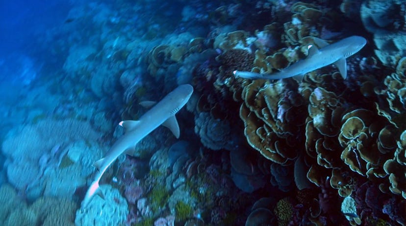 Journey to Shark Eden is a documentary about different species of sharks