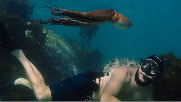 My Octopus Teacher won an Academy Award for Best Documentary Feature.