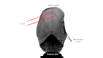 Analysis of coelacanth scales for aging