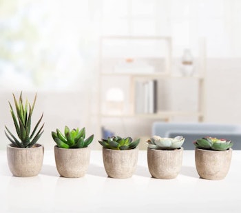 MoonLa Artificial Succulents (Set of 5)