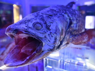 Coelacanth specimen
