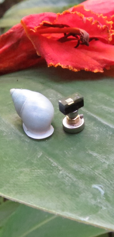 A small white-shelled snail resting on a leaf next to a miniature computer.
