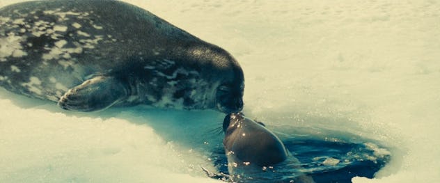 Oceans is produced by Disneynature.