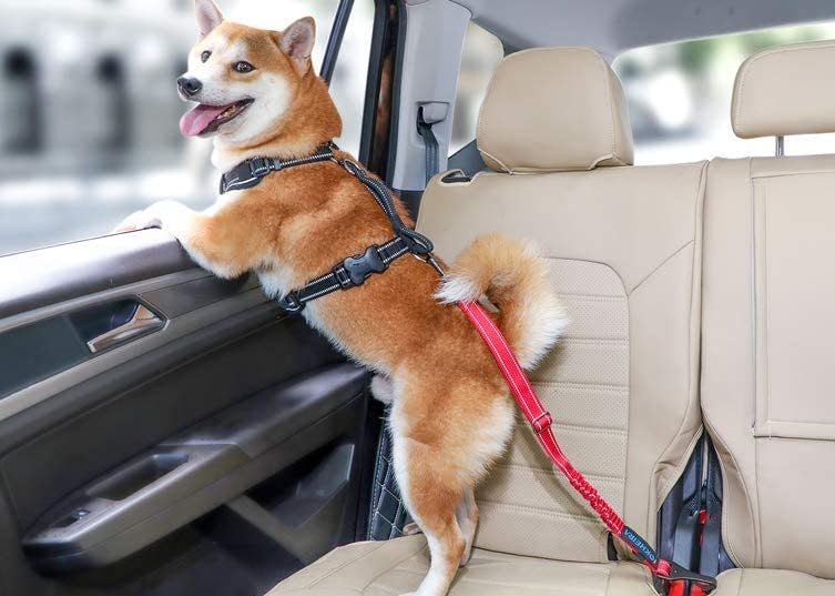 The 3 Best Dog Seat Belts