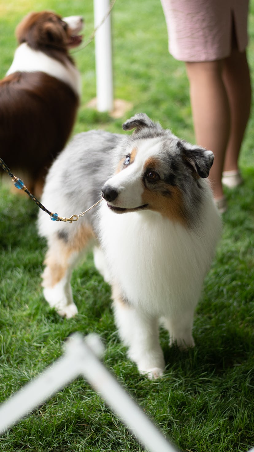 A very good boy competes at the Westminster dog show.