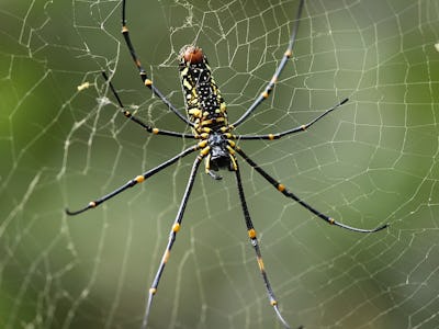 A female golden orb weaver spider in a web