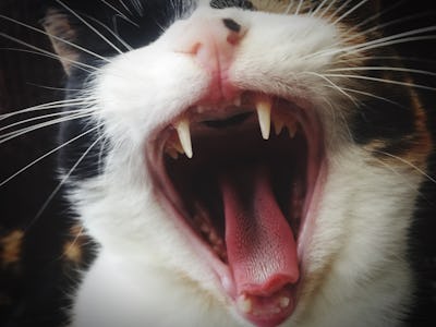 Cat yawning with teeth bared