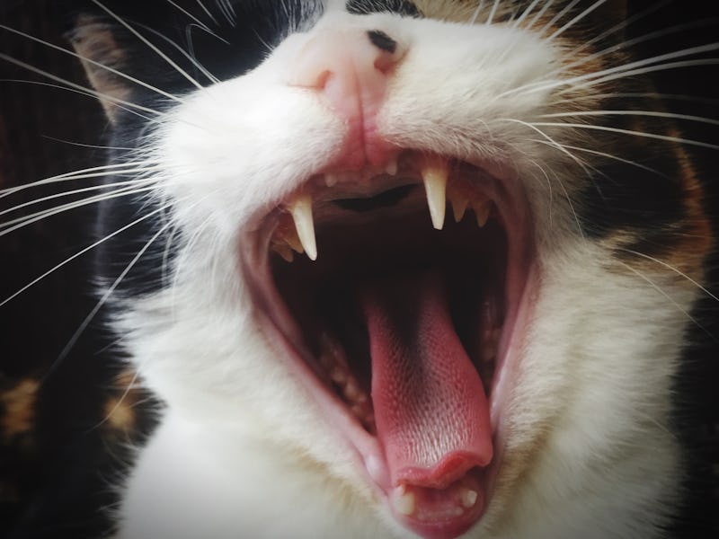 Cat yawning with teeth bared