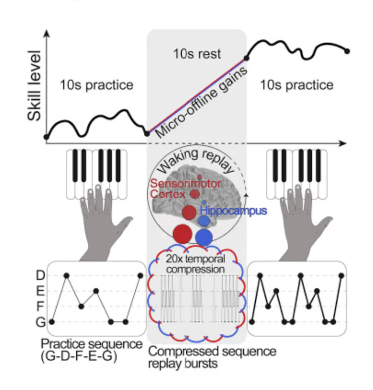 Brain study reveals one easy action critical to learning something new