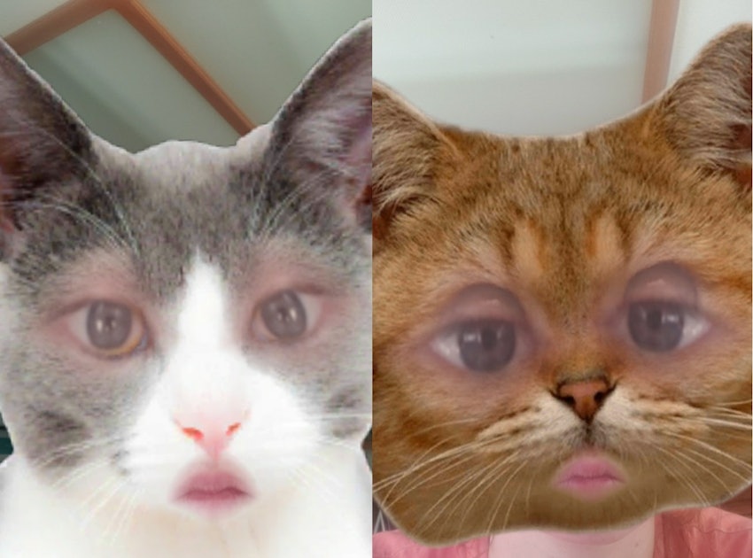 Cat's hilarious reaction to owner using feline face filter is going viral