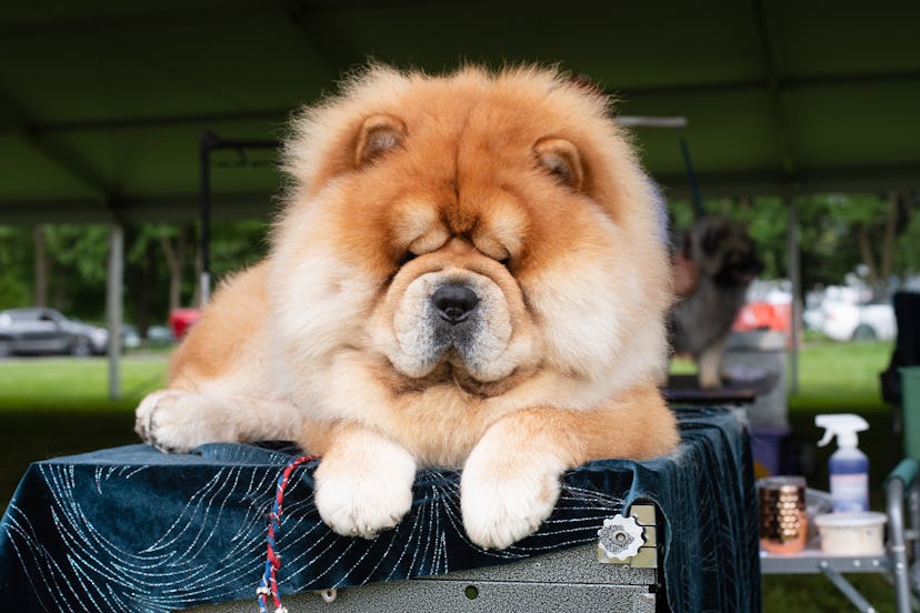 Chocho the Chow Chow is a king.