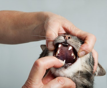 Vet examining cat's teeth