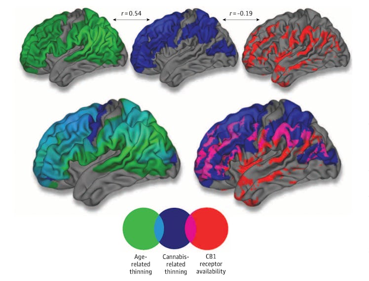 brain development, thinning and cannabis receptors overlap