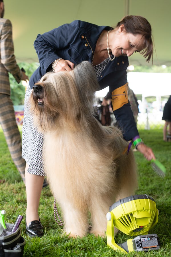 London the Briard.