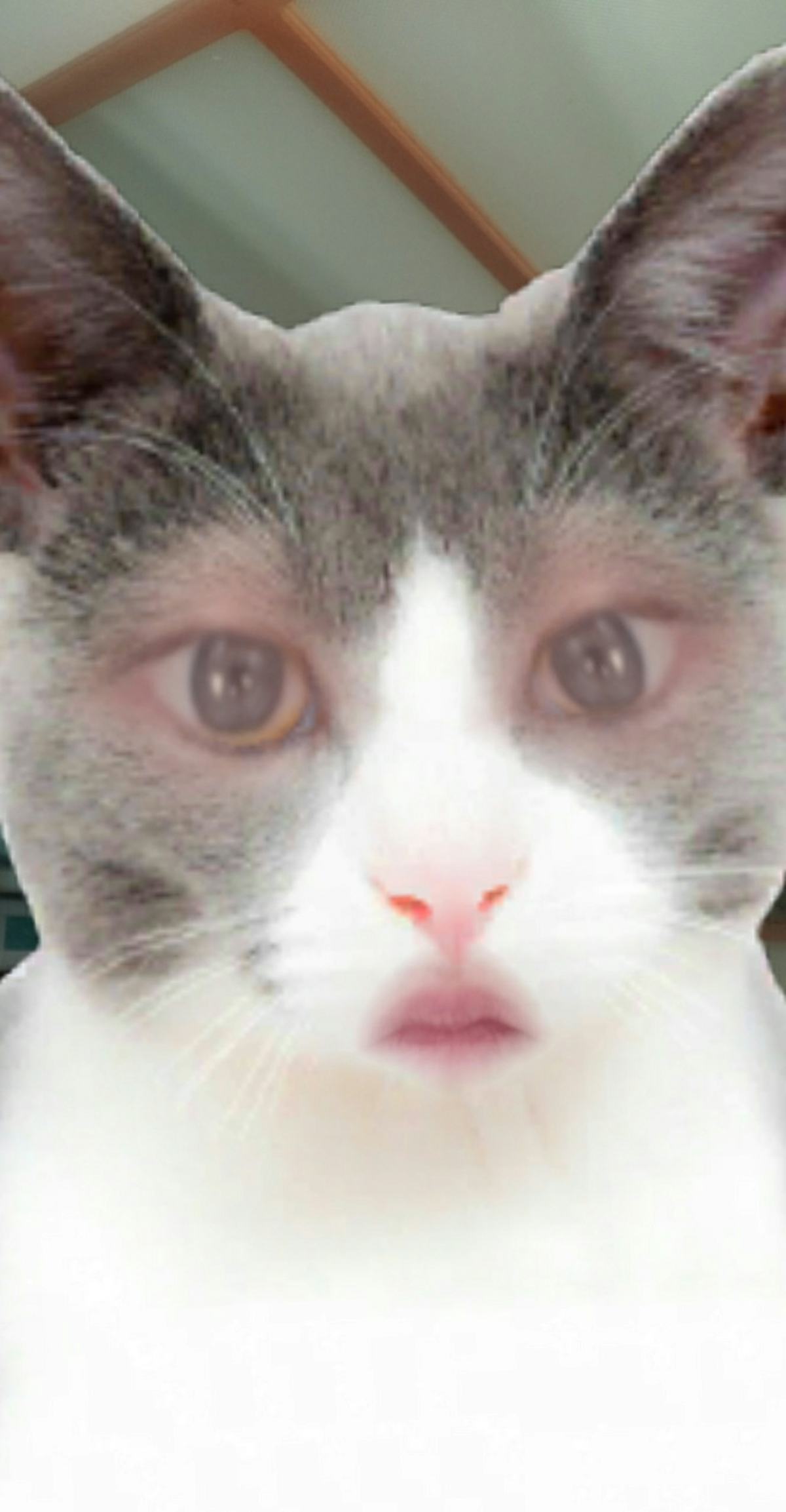 get-a-cat-face-filter-on-snapchat-that-s-super-realistic