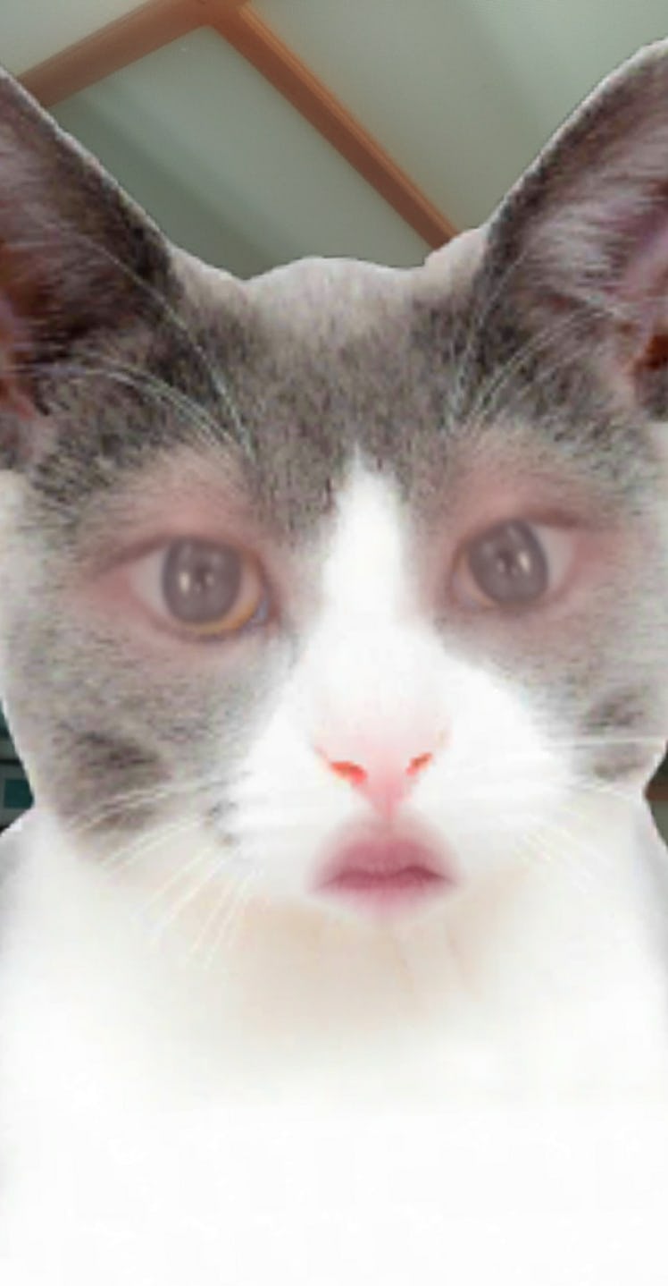 You can get a Snapchat cat face lens in a few easy steps.
