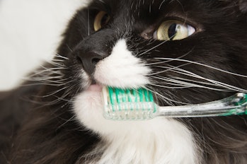 Cat toothbrushing closeup