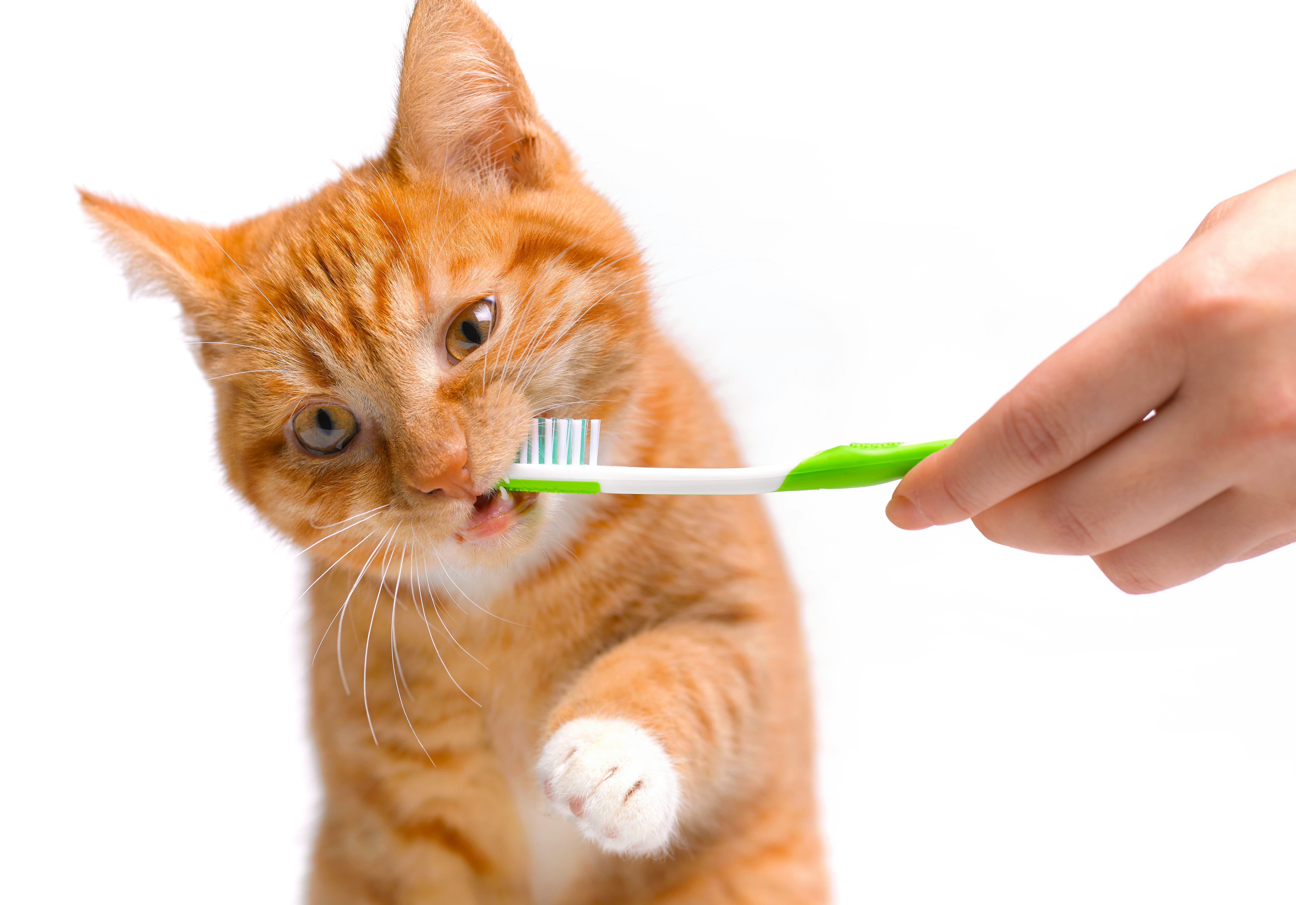 Are you supposed to brush your cat’s teeth? Pet experts explain