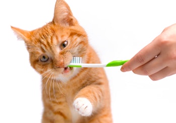 Human brushing cat's teeth