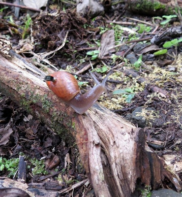 A rosy wolf snail equipped with the Micro Mote on its back.