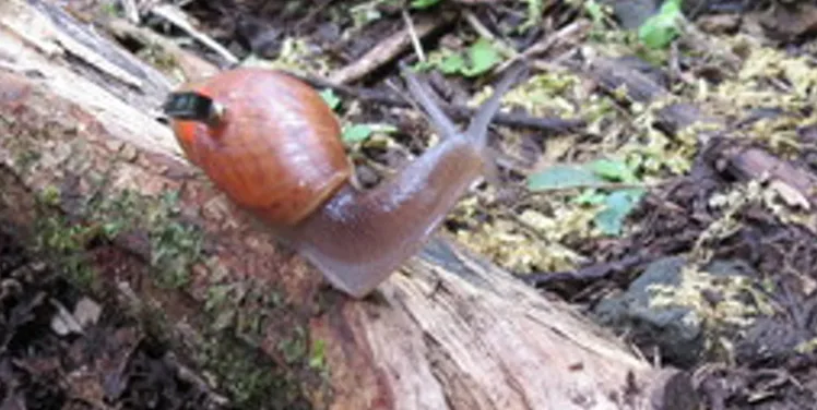 A snail carrying the world's smallest computer: look