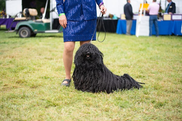 Jula is a friendly Puli.