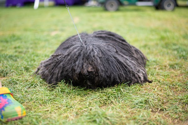 A Puli at Westminster.