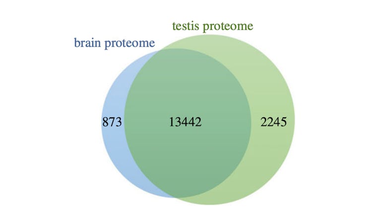 venn diagram of proteins brain and testes