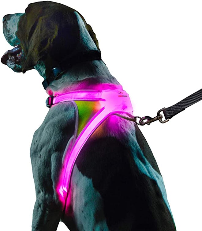 noxgear LightHound Illuminated and Reflective Dog Harness 